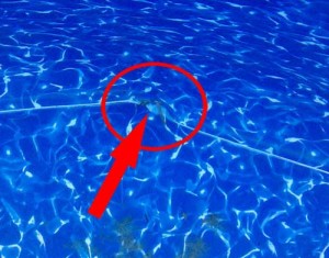 pin holes in above ground pool liner